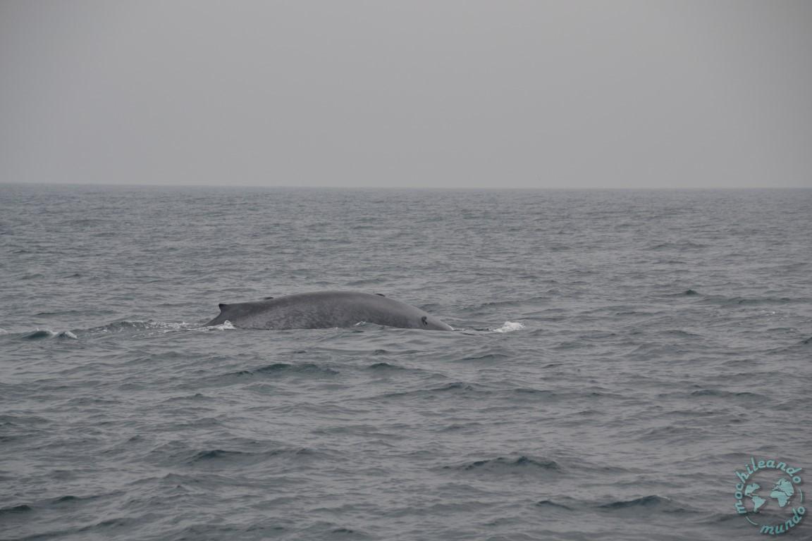 dove vedere le balene in Sri Lanka 