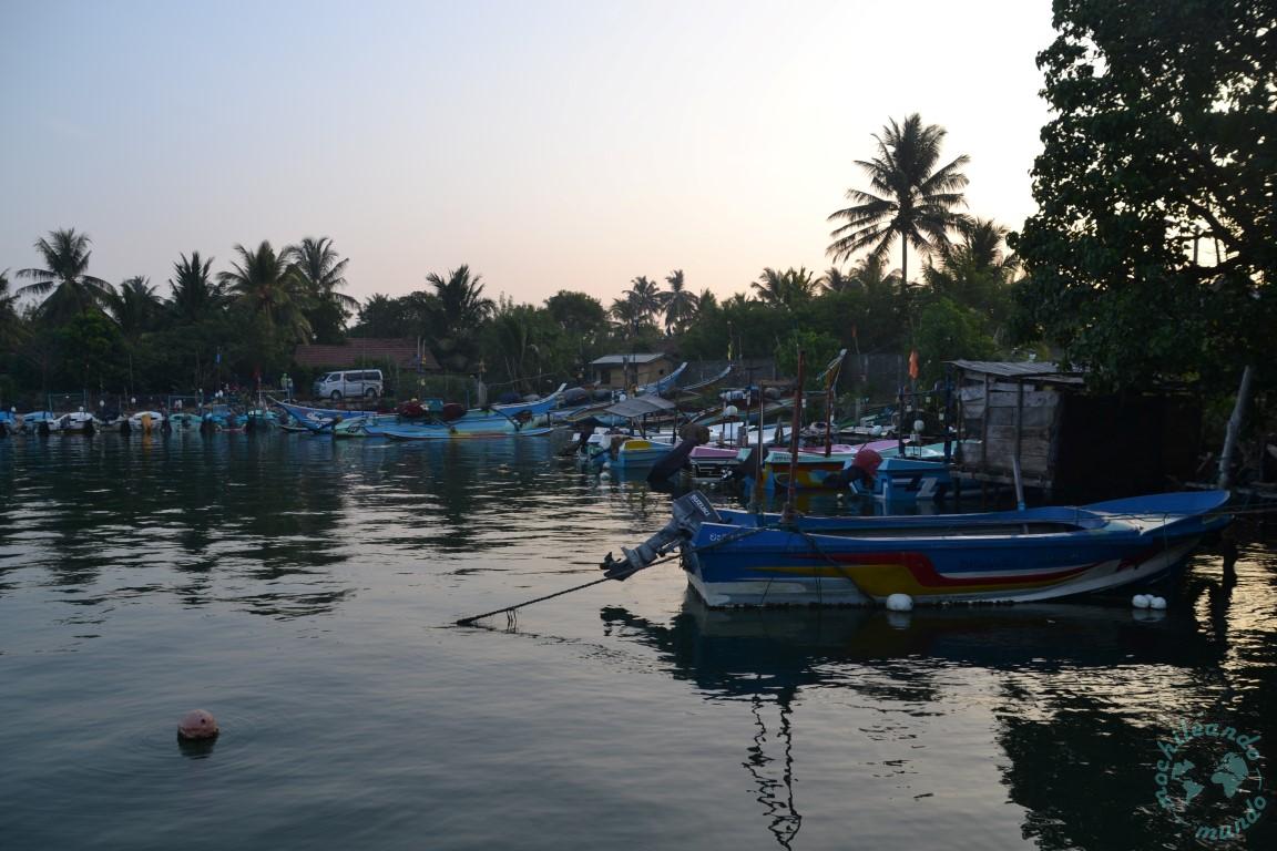 dove vedere le balene in Sri Lanka 