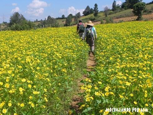sentiero nel trekking al Lago Inle in Myanmar