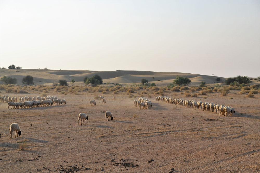 deserto Thar India