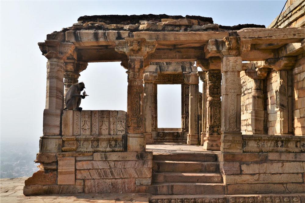 scimmia nel tempio in India