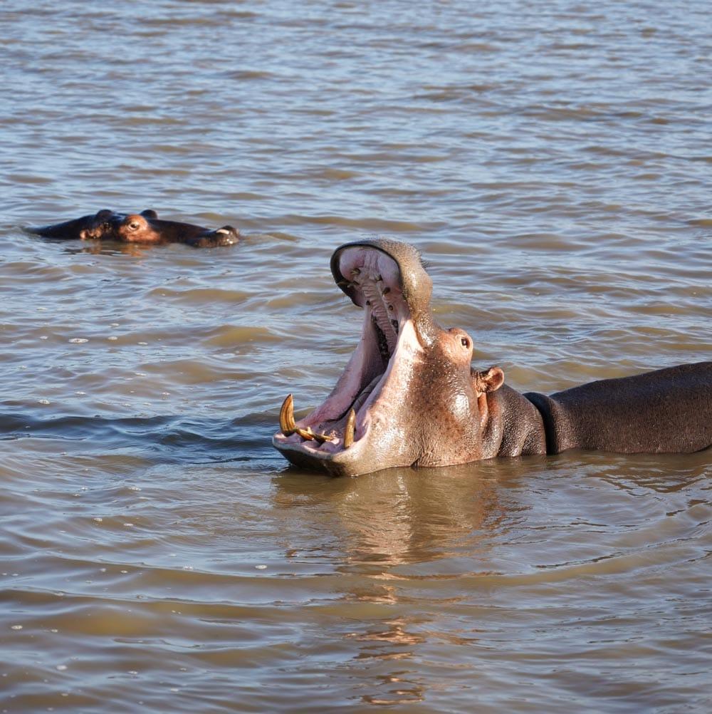 Ippopotamo che apre la bocca in Sudafrica