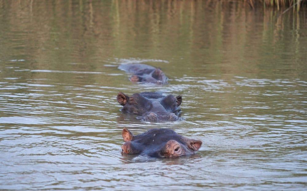 3 ippopotami in Sudafrica
