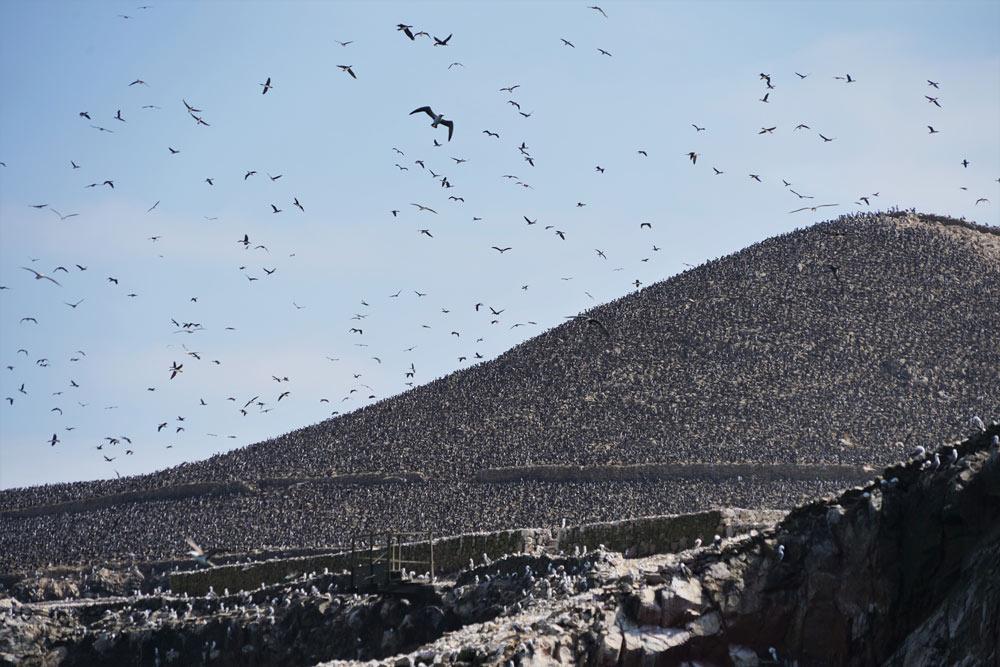 guano Perù