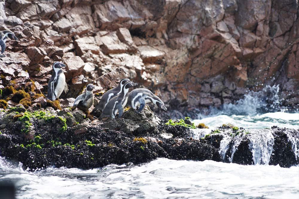pinguini di Humboldt Isole Ballestas