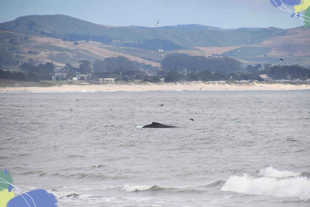 balena sulla costa della california