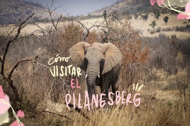 visitare il parco nazionale di pilanesberg