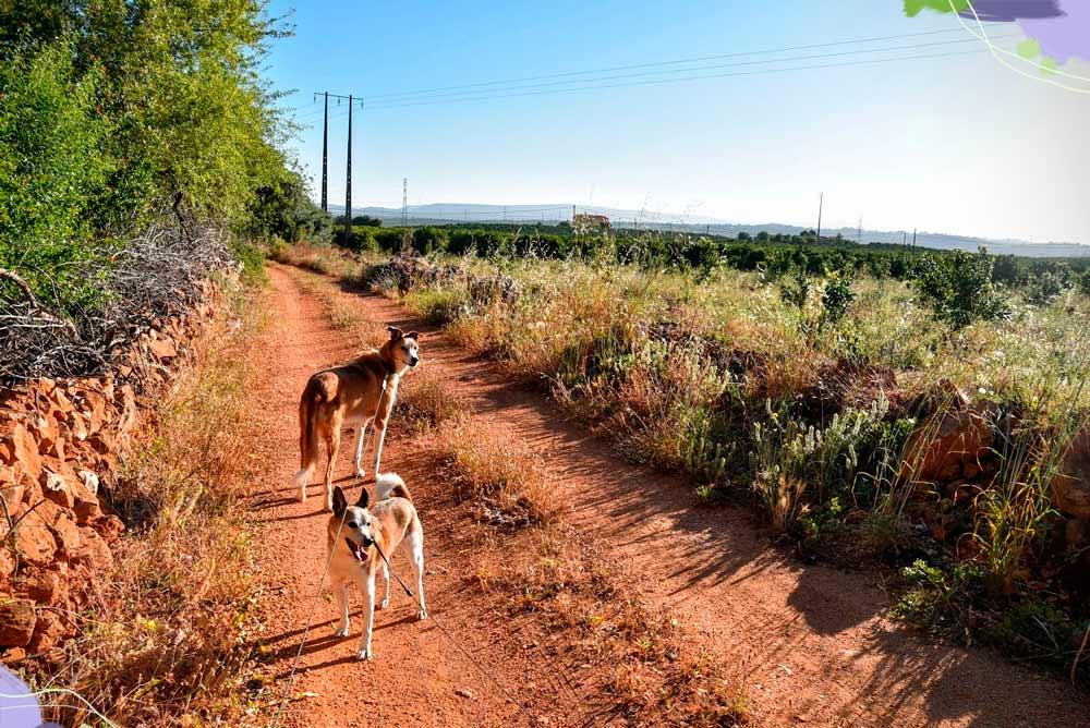 passeggiata con Rocky e Pegs