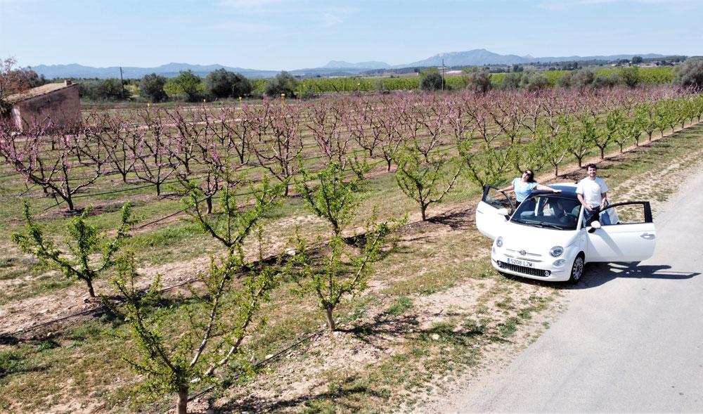 campi di fiori nelle Terres de l'Ebre