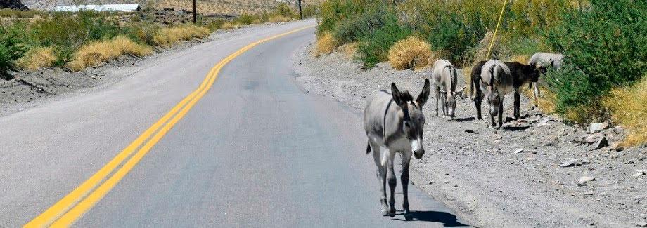 asini di oatman