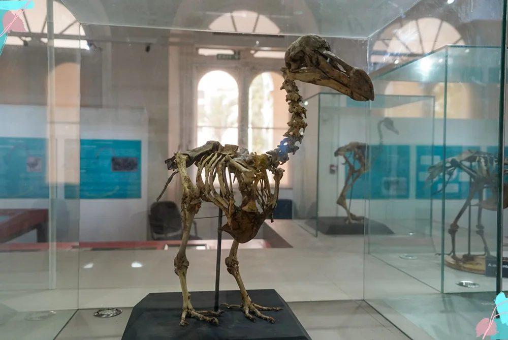 Dodo