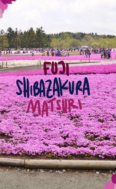 Festival Fuji Shibazakura