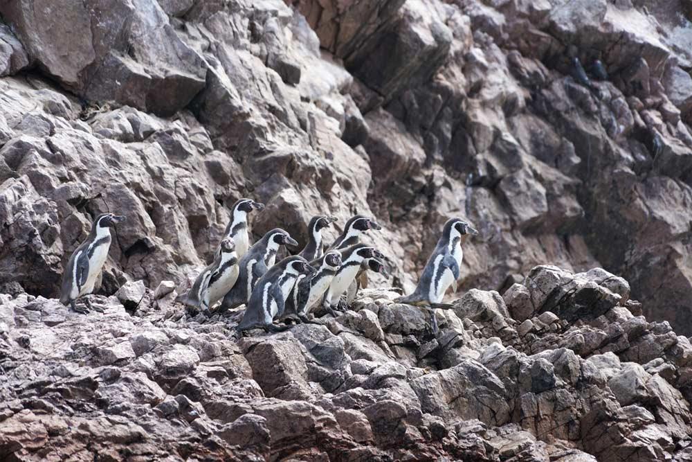 Pinguini nelle Islas Ballestas Perú