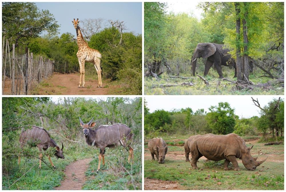 Parco Nazionale Hlane, il miglior safari di Eswatini