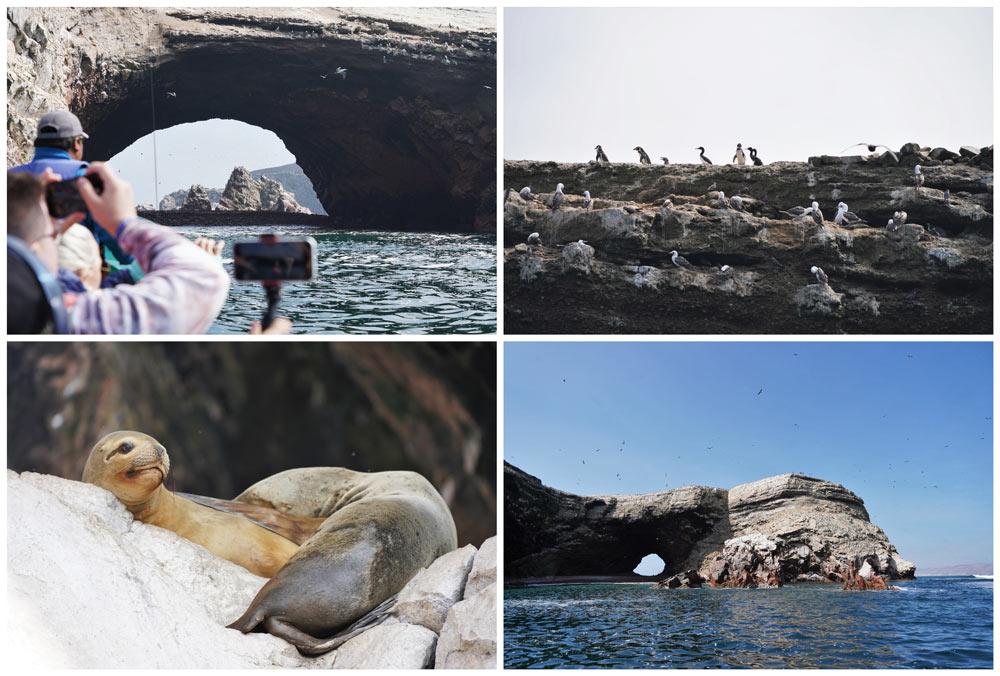 Isole Ballestas: tour in barca per le Galápagos del Perù