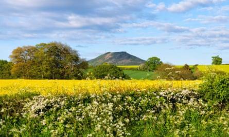 The Wrekin, seen in summer from across a field of oilseed rape.
