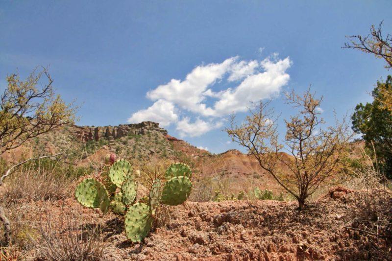 cactus al palo duro canyon