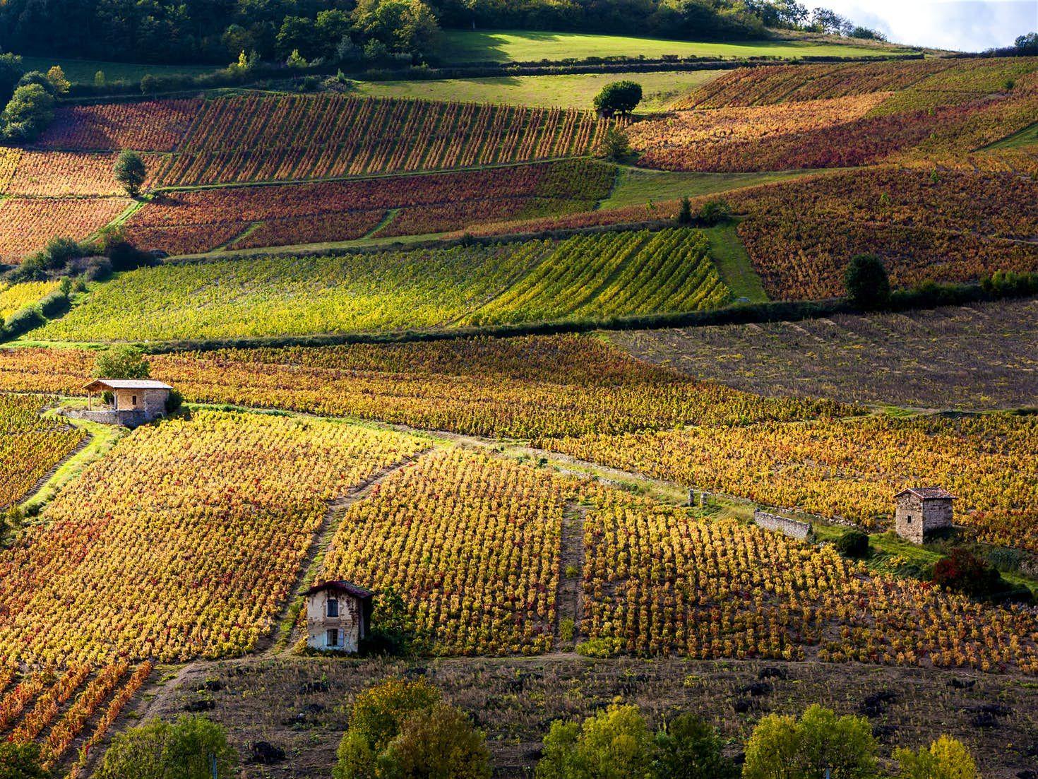 Vista dall'alto di distese di vigna intorno a Beaujeu