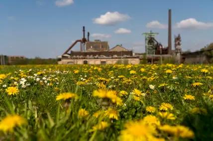 Hattingen ist das Fachwerkhaus-Zentrum im Ruhrgebiet, doch auch Industriedenkmäler wie die Henrichshütte prägen die Stadt. Hier erblüht Löwenzahn in reichlichen Mengen vor der ehemaligen Industrieanlage. 
