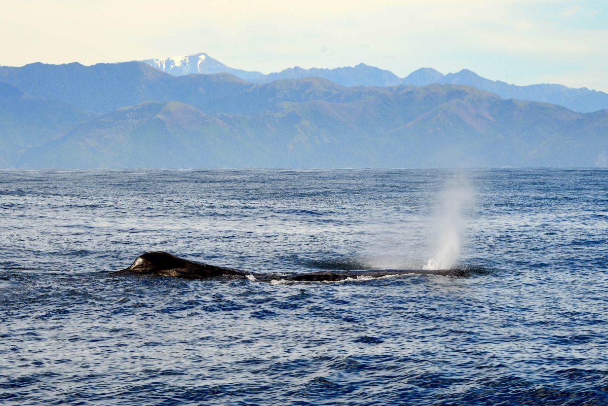 The whales off the coast of Kaikoura, New Zealand, reveal their position to the enthusiastic audience with fountains as high as houses - © FRASHO / franks-travelbox