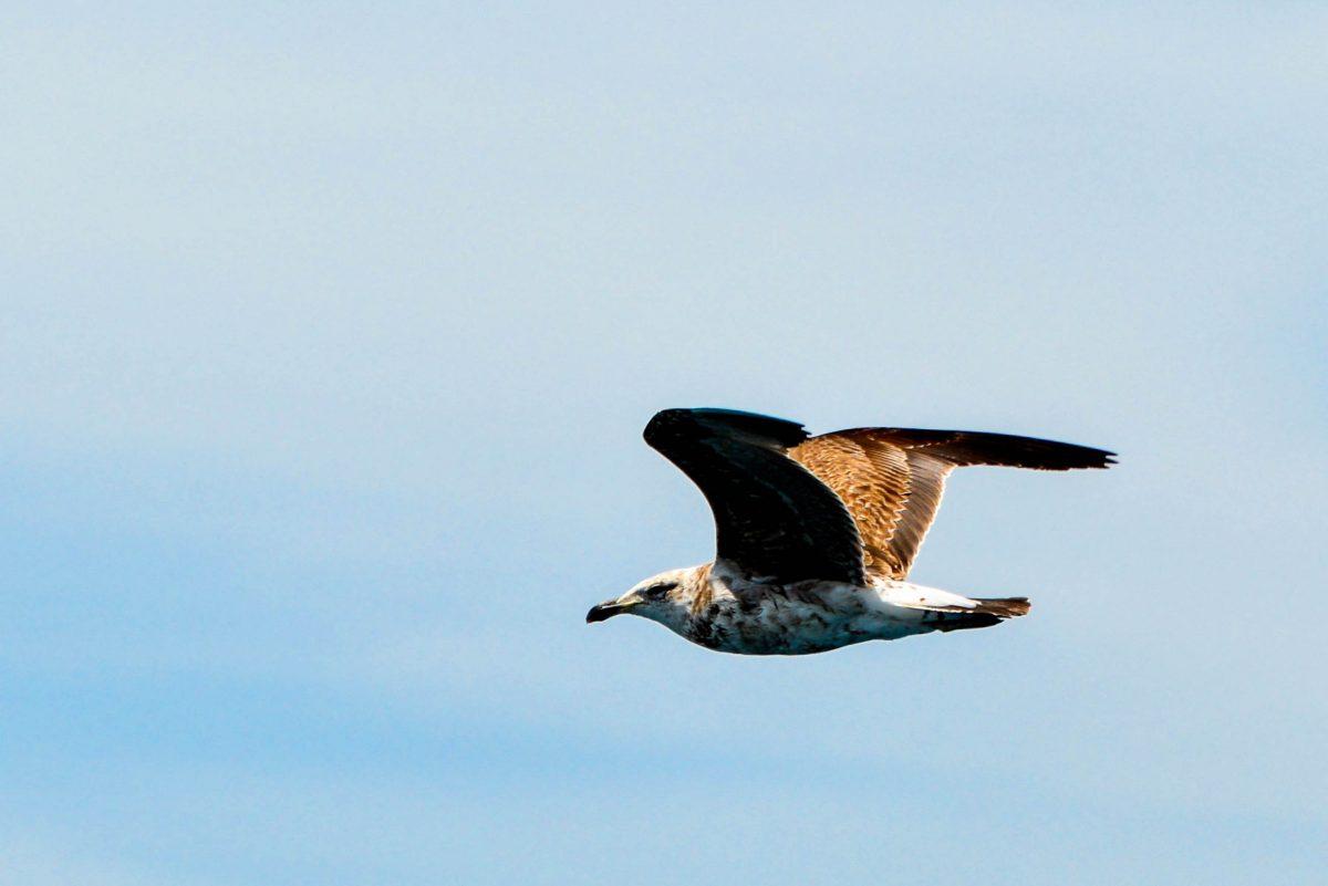 In addition to whales and dolphins, the intact marine world around Kaikoura is also home to the majestic albatrosses, New Zealand - © FRASHO / franks-travelbox