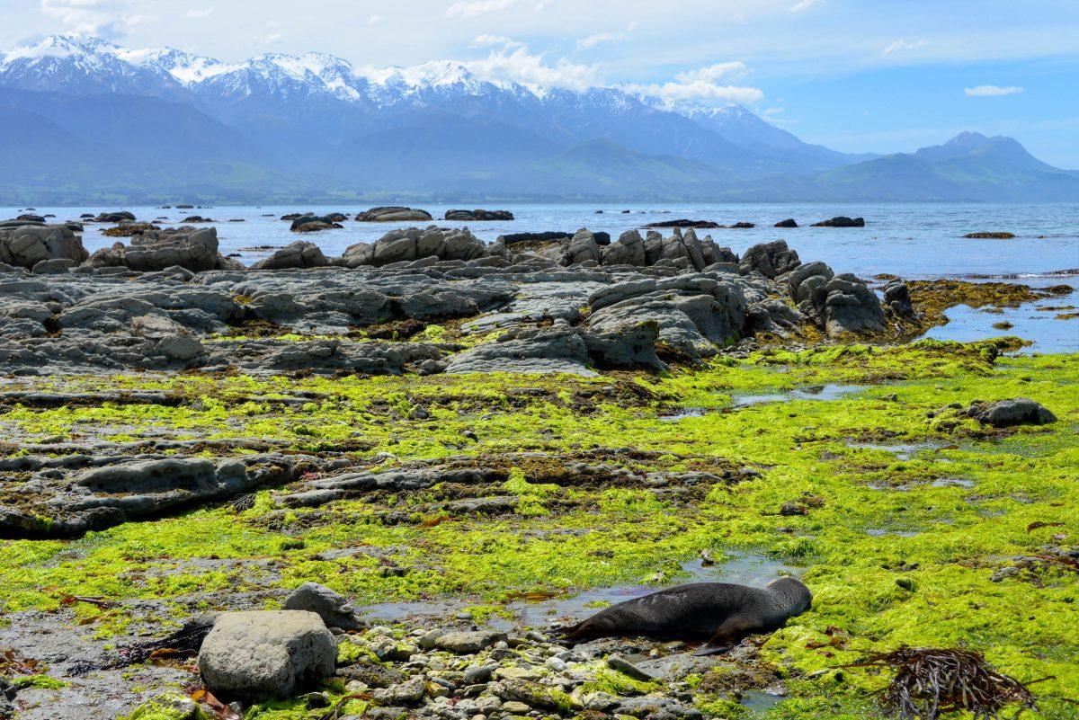 With its rugged coastline and snow-capped peaks in the distance, the landscape around Kaikoura is also something to behold - © FRASHO / franks-travelbox