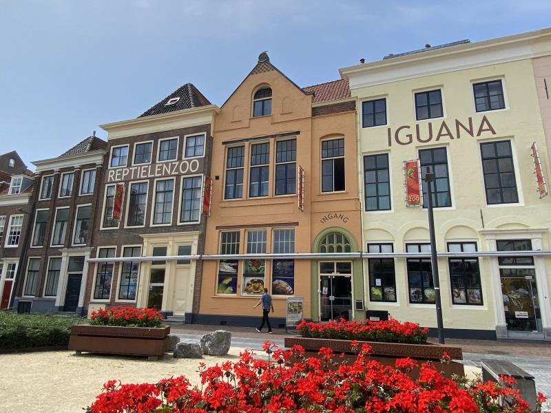 Vlissingen Iguana