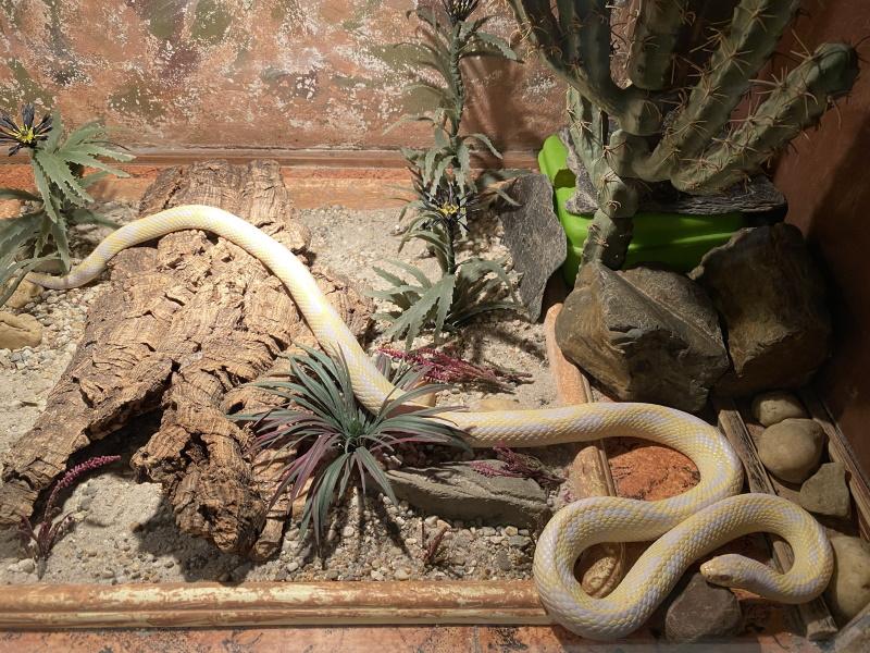 Reptielenzoo Iguana in Vlissingen