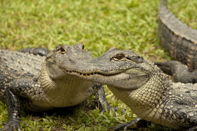 Australia Zoo bij Brisbane